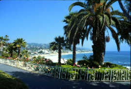 [Palm trees and sand]